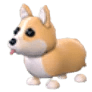 MFR Corgi - Adopt Me