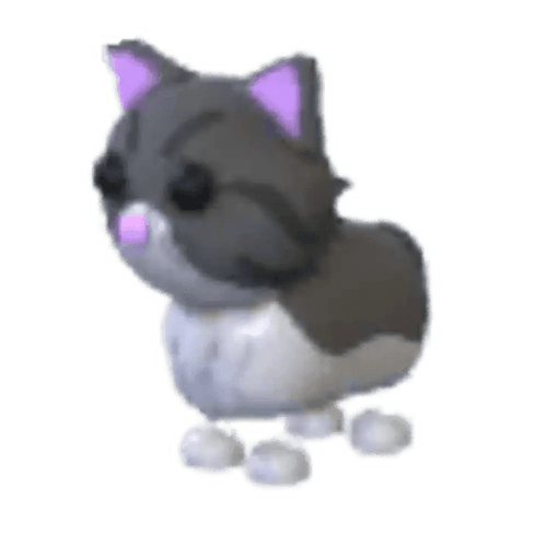 MFR Persian Cat