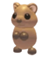 Quokka