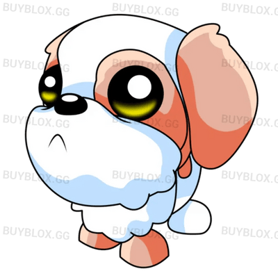 MFR Shih Tzu