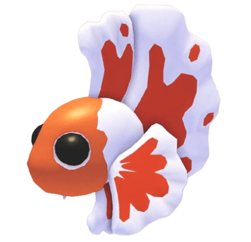 NFR Orange Betta Fish