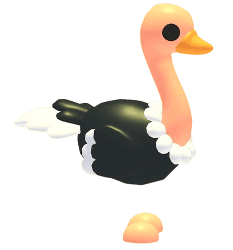 NFR Ostrich