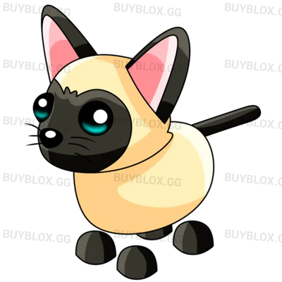 NFR Siamese Cat